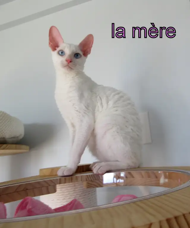 ❤️chaton❤️rex cornish vermifugé, micropucé❤️ - Photo 4
