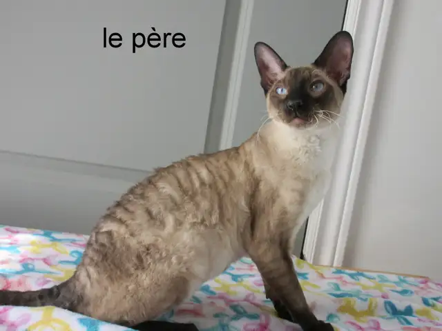 ❤️chaton❤️rex cornish vermifugé, micropucé❤️ - Photo 5