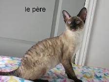 ❤️chaton❤️rex cornish vermifugé, micropucé❤️ - Photo 5