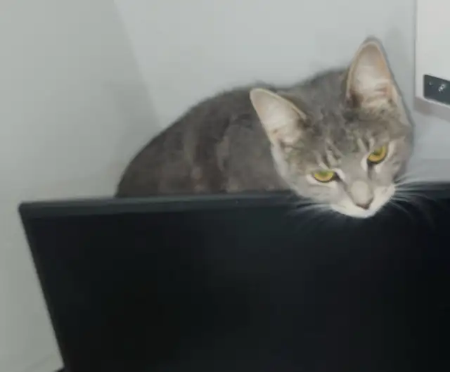 Lost female cat Lisa in Brampton
