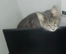 Lost female cat Lisa in Brampton