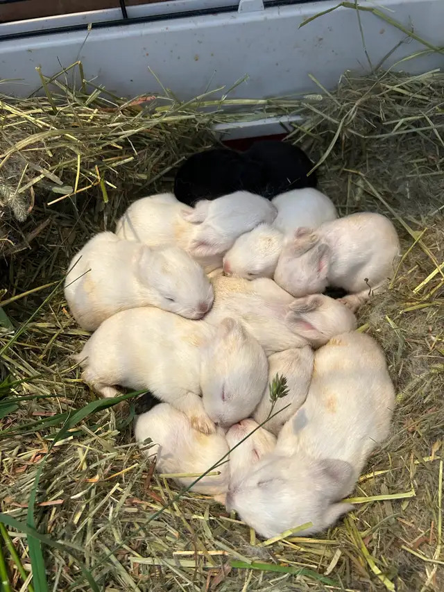 Black as well as white baby rabbits available