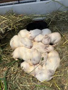 Black as well as white baby rabbits available