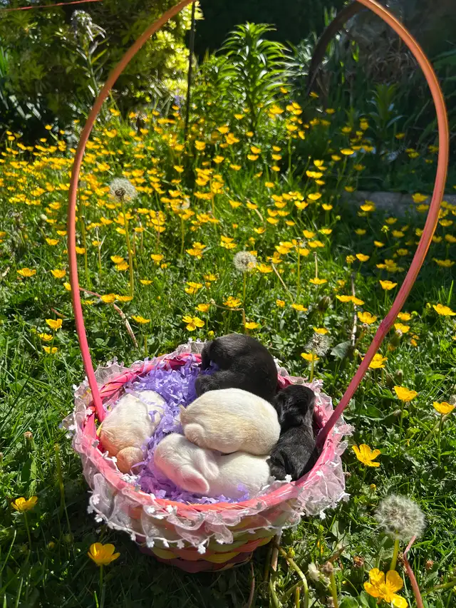 Black as well as white baby rabbits available - Photo 2
