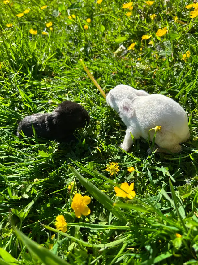 Black as well as white baby rabbits available - Photo 3