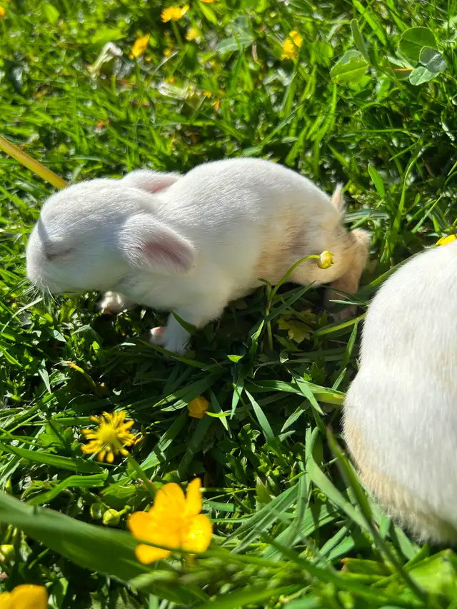 Black as well as white baby rabbits available - Photo 4