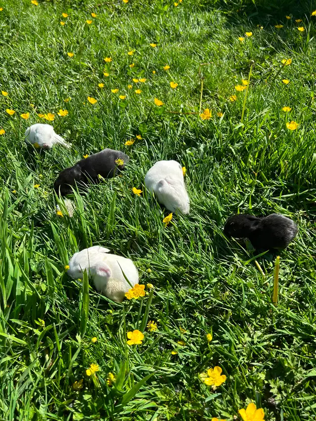 Black as well as white baby rabbits available - Photo 6