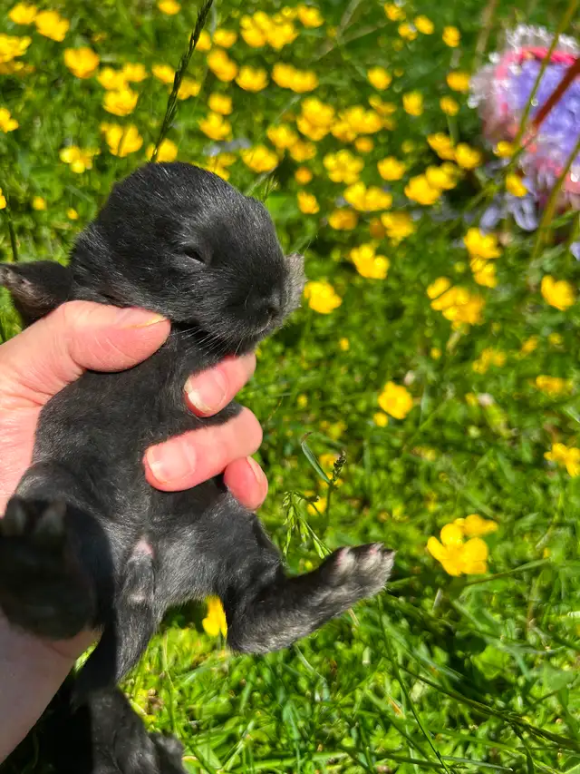 Black as well as white baby rabbits available - Photo 7