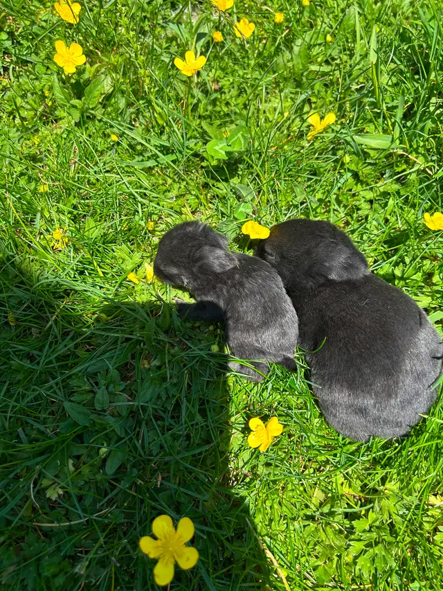 Black as well as white baby rabbits available - Photo 8