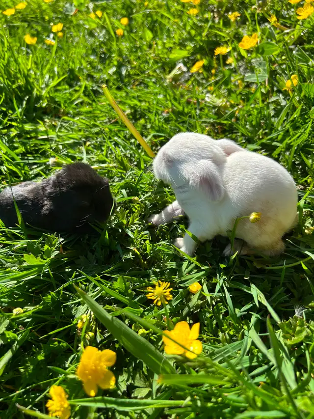 Black as well as white baby rabbits available - Photo 9