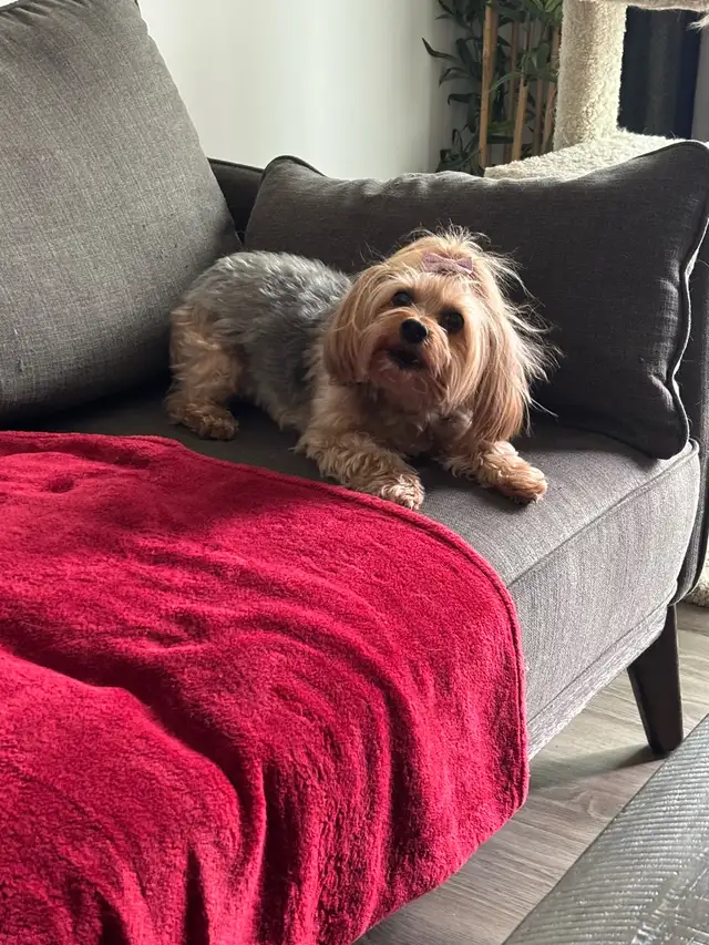 Yorkie and tabby cat