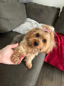 Yorkie and tabby cat - Photo 2