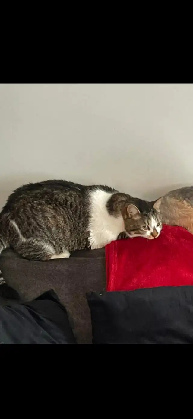 Yorkie and tabby cat - Photo 3