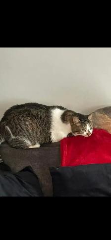 Yorkie and tabby cat - Photo 3