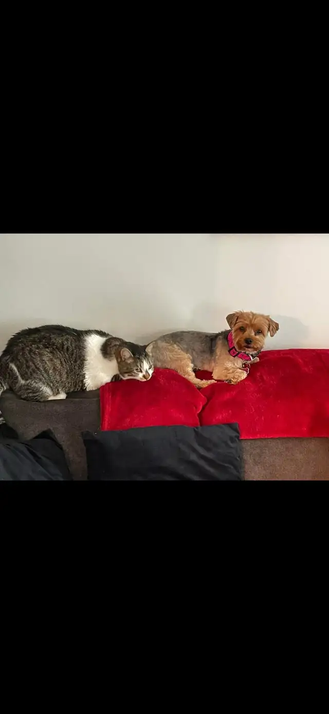 Yorkie and tabby cat - Photo 4