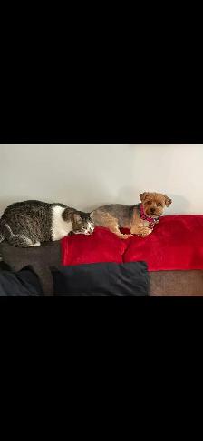Yorkie and tabby cat - Photo 4