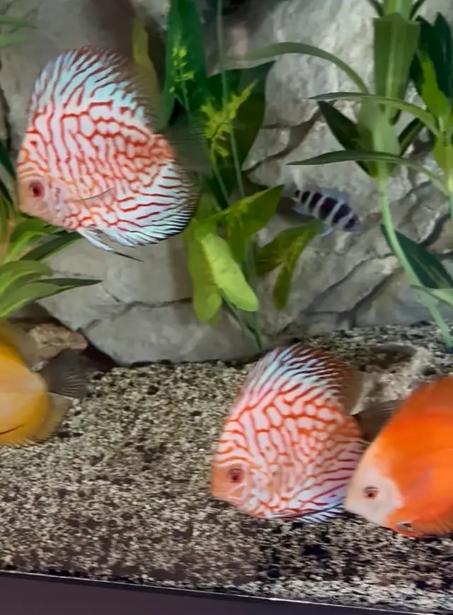 Discus fish