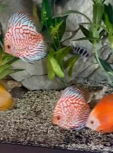 Discus fish