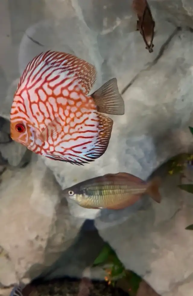 Discus fish - Photo 4
