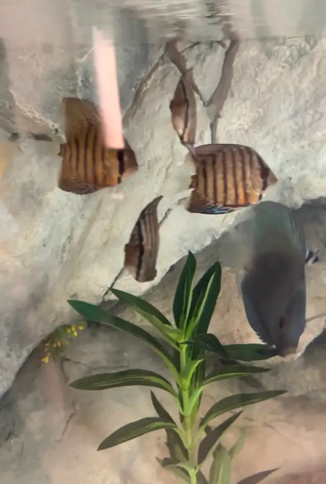 Discus fish - Photo 5