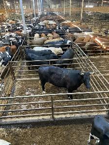 Booking Qurbani available now !! - Photo 3