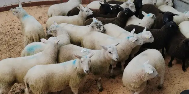 Booking Qurbani available now !! - Photo 5