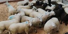 Booking Qurbani available now !! - Photo 5