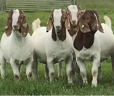 Booking Qurbani available now !! - Photo 6