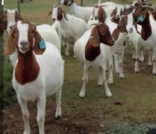 Booking Qurbani available now !! - Photo 7