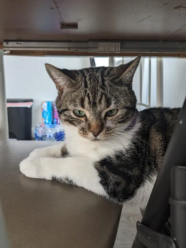 Beautiful, lovely seal Point mix cat for sale