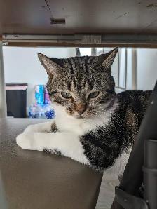 Beautiful, lovely seal Point mix cat for sale