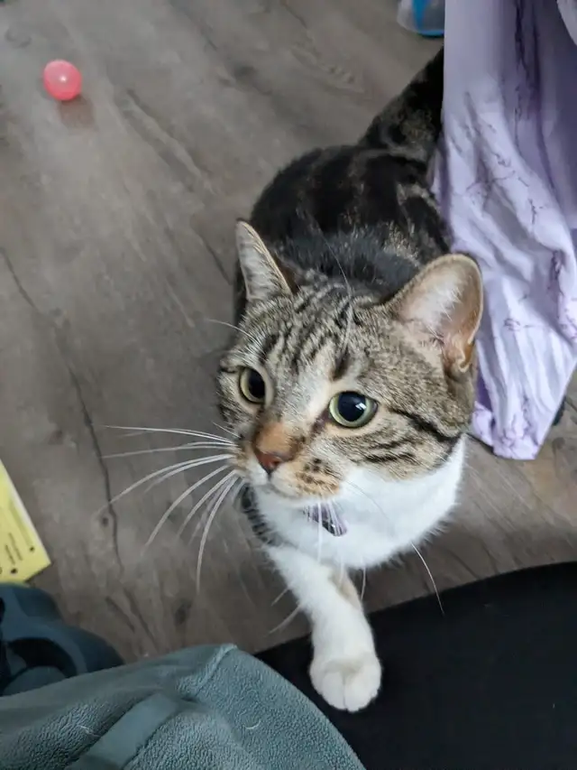 Beautiful, lovely seal Point mix cat for sale - Photo 2