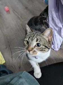 Beautiful, lovely seal Point mix cat for sale - Photo 2