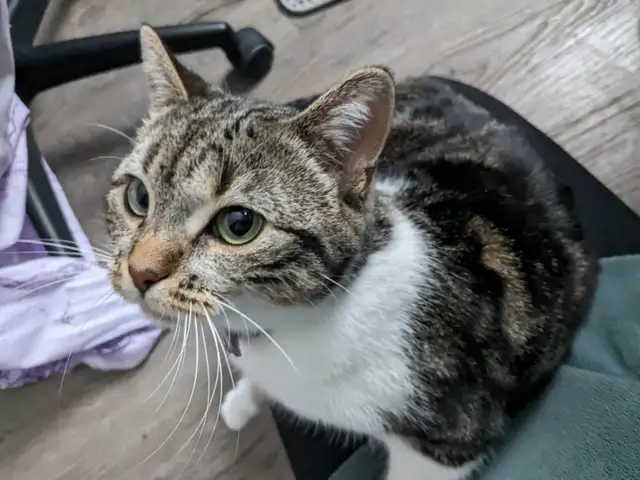 Beautiful, lovely seal Point mix cat for sale - Photo 3