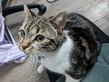 Beautiful, lovely seal Point mix cat for sale - Photo 3