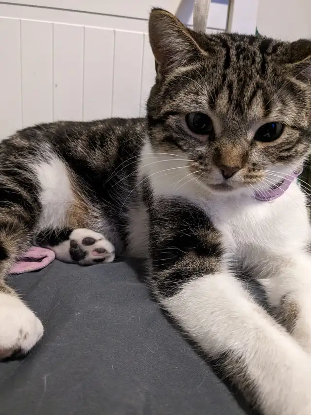 Beautiful, lovely seal Point mix cat for sale - Photo 4