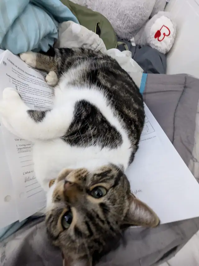 Beautiful, lovely seal Point mix cat for sale - Photo 5