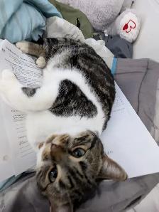 Beautiful, lovely seal Point mix cat for sale - Photo 5