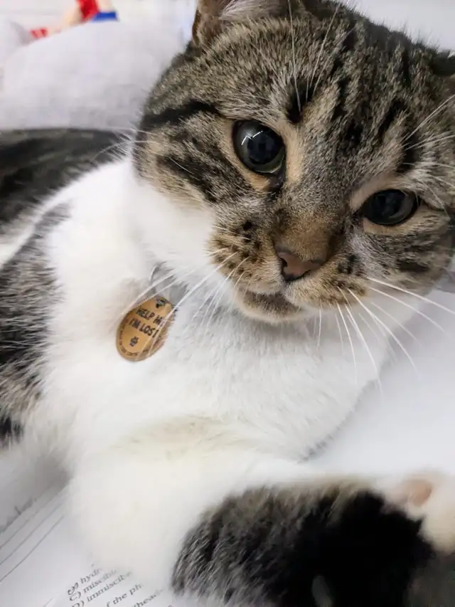 Beautiful, lovely seal Point mix cat for sale - Photo 6