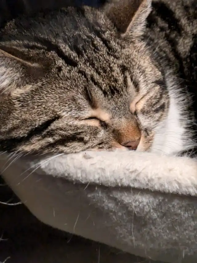 Beautiful, lovely seal Point mix cat for sale - Photo 7