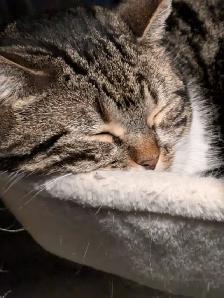 Beautiful, lovely seal Point mix cat for sale - Photo 7