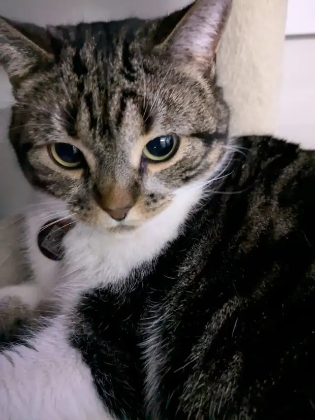 Beautiful, lovely seal Point mix cat for sale - Photo 8