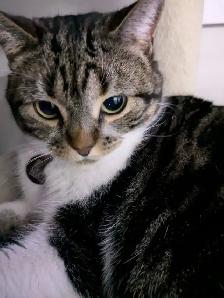 Beautiful, lovely seal Point mix cat for sale - Photo 8