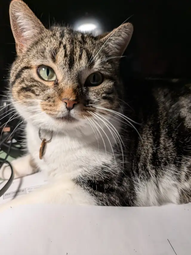 Beautiful, lovely seal Point mix cat for sale - Photo 10