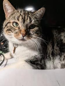 Beautiful, lovely seal Point mix cat for sale - Photo 10