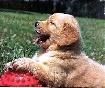 No.1 Dog Walking & Petsitting Services
