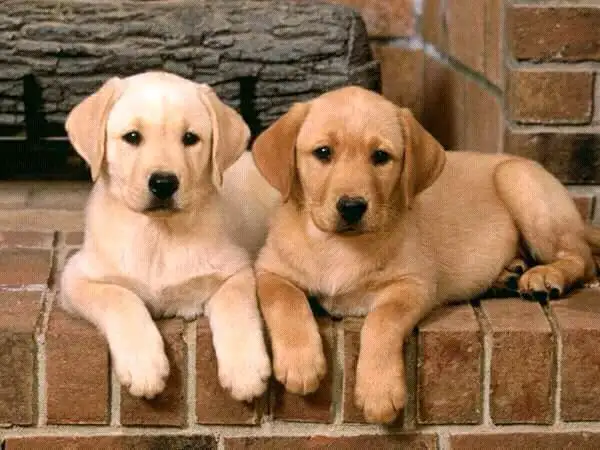 No.1 Dog Walking & Petsitting Services - Photo 2
