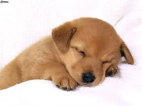 No.1 Dog Walking & Petsitting Services - Photo 3