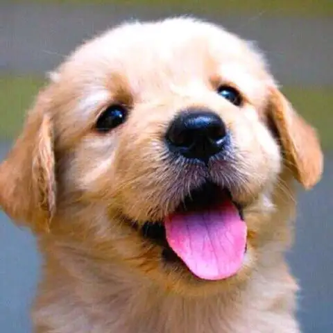 No.1 Dog Walking & Petsitting Services - Photo 4