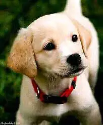 No.1 Dog Walking & Petsitting Services - Photo 5